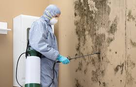 Best Mold Remediation for Rental Properties  in Onset, MA